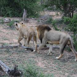 Having a sniff, they later had a go at mating.