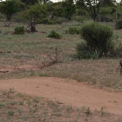 A couple of warthogs, with an amazing mohican