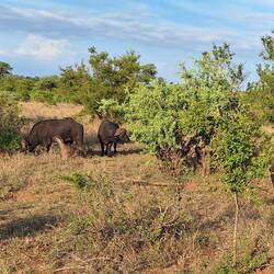 Four older male buffalos.