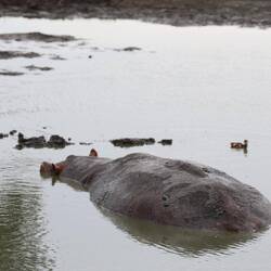 A kipping hippo, they don't like the sun so mainly graze during the dark.