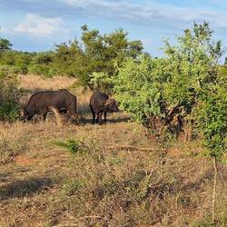 Four old buffalo bulls, retired now and just doing their own thing.