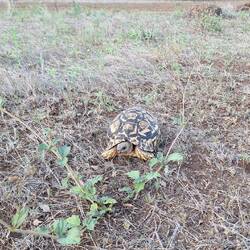 Never realised how quickly tortoises actually do move.