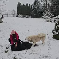 Berger des Tatras qui paraît sale avec la blancheur de la neige, découvre son premier hiver blanc