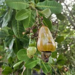 Cashew!