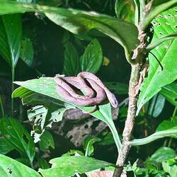 Malayan Viper