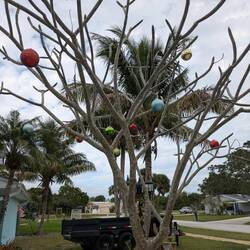 Another Florida Christmas Tree