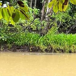 Ein Krokodil im Wasser. Diesen Fluss müssen wir gleich zwei Mal durchqueren 😬