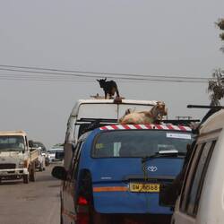 Ziegen fahren generell auf dem Dach mit