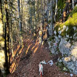 ..Laub getauscht werden 🍂