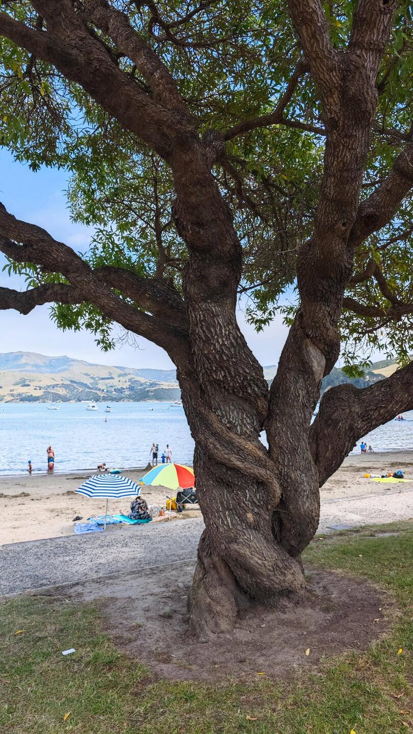 Akaroa