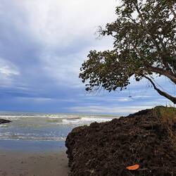 Wie ein Affe durch die Bäume schwingen