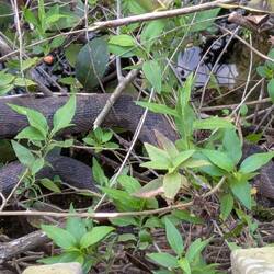 non poisonous Indigo Snake
