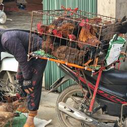 Chicken-Challenge die 104.