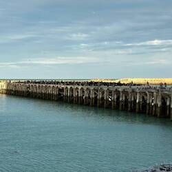 Hundreds of Otago shags