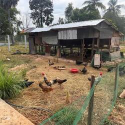 Hühner und Enten fühlen sich hier wohl