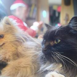 He's definitely more relaxed around Whiskers now