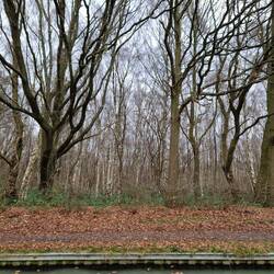 Gorgeous winter woodland.