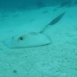 Cow tail stingray