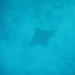 Eagle ray