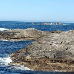 Vous pouvez voir des phoques