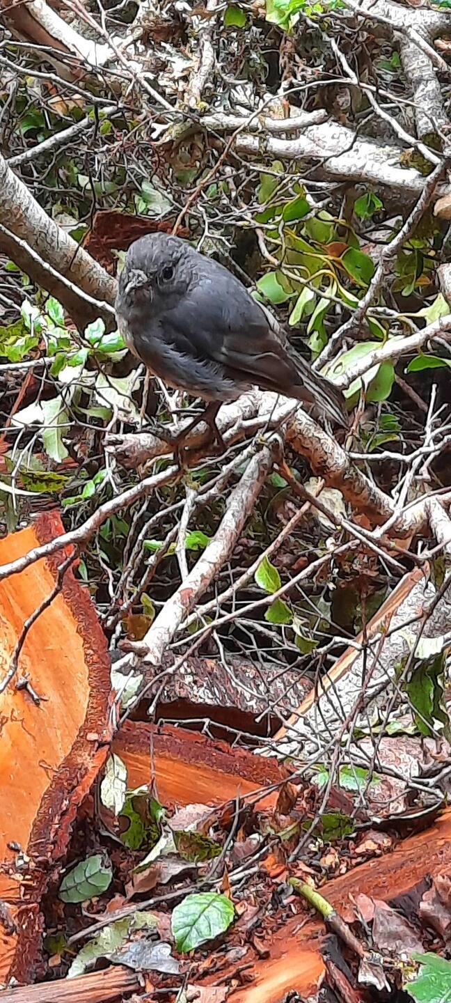 Friendly little Fellow. S.Island Robin