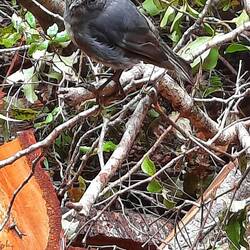 Friendly little Fellow. S.Island Robin
