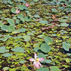 Ein Meer aus Lotussen