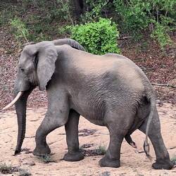 A lone elephant walking on the dry riverbed at our camp as we'd just finished our lunch.