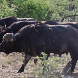 Buffalos in formation, with red oxpeckers for company.