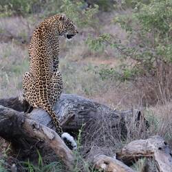 She was actually very relaxed with us sitting watching her.