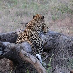 Looks like she is riding a motorbike.