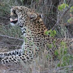 Those teeth look like they could really do some damage. This was our afternoon leopard!