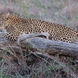 So beautiful, as long as your not an impala of course.