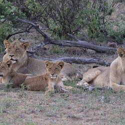 You just want to take one of the little ones home.