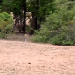 A female leopard we came across in the morning.