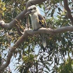 Kookaburra Bird