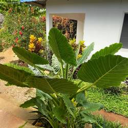 im Garten meiner "Logde"