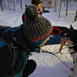 Keine Huskys, wie man sie im Kopf hat, aber ganz liebe Tiere (jedenfalls überwiegend).