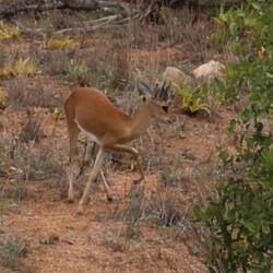 The steenbok, a smaller relative of the springbok.
