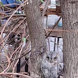 A scops owl, just perched right by the camp's outdoor dining area.