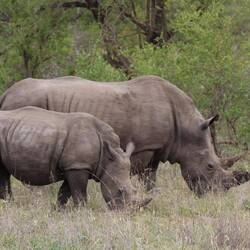 Probably the one animal that paid absolutely no attention to us tourists at all.