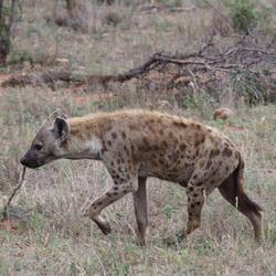 Not the cutest of animals.