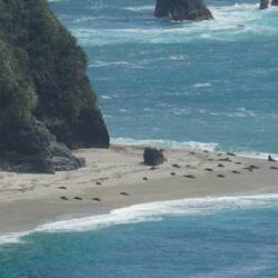 Zeehonden Nights Point Lookout