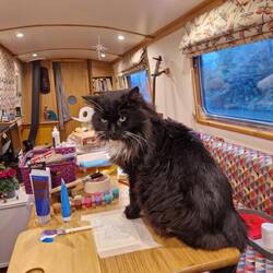 Mr Whiskers 'helping' Vicky make cards.