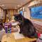 Mr Whiskers 'helping' Vicky make cards.
