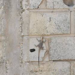 Eine Agame an der Mauer