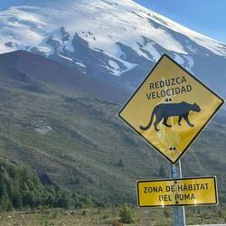 Puma's in Sicht.......