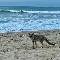 Der kleine Wüstenfuchs begleitet uns