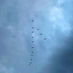 Pelikane im Formationsflug