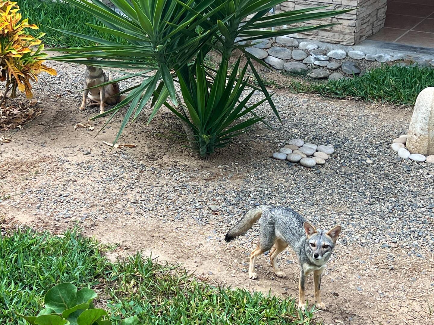 Unsere zutraulichen Mitbewohner